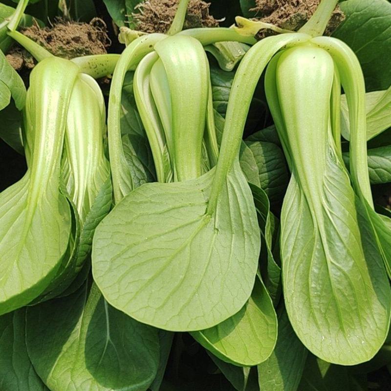 精品小油菜精品上海青精品快菜（上海青）精品小油菜