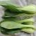 精品小油菜精品上海青精品快菜（上海青）精品小油菜