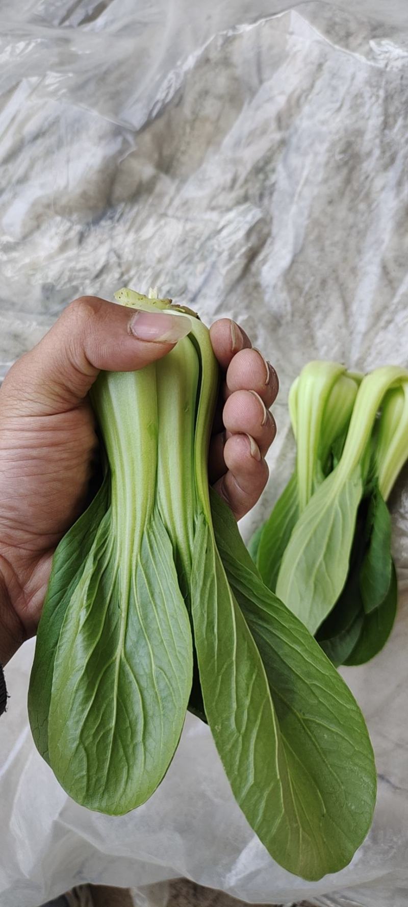 精品小油菜精品上海青精品快菜（上海青）精品小油菜