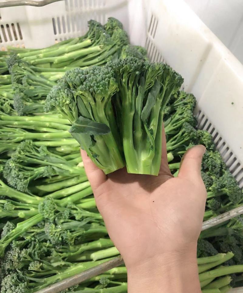 精品西兰苔，产地直销，质量保证，价格美丽