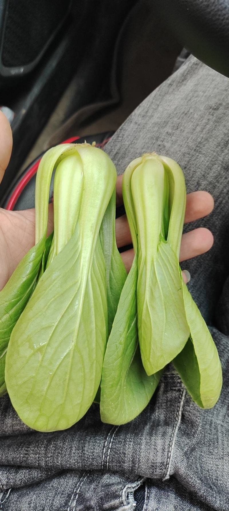 【联系我时，请说是在一亩田上看到的】【产品产地】山东