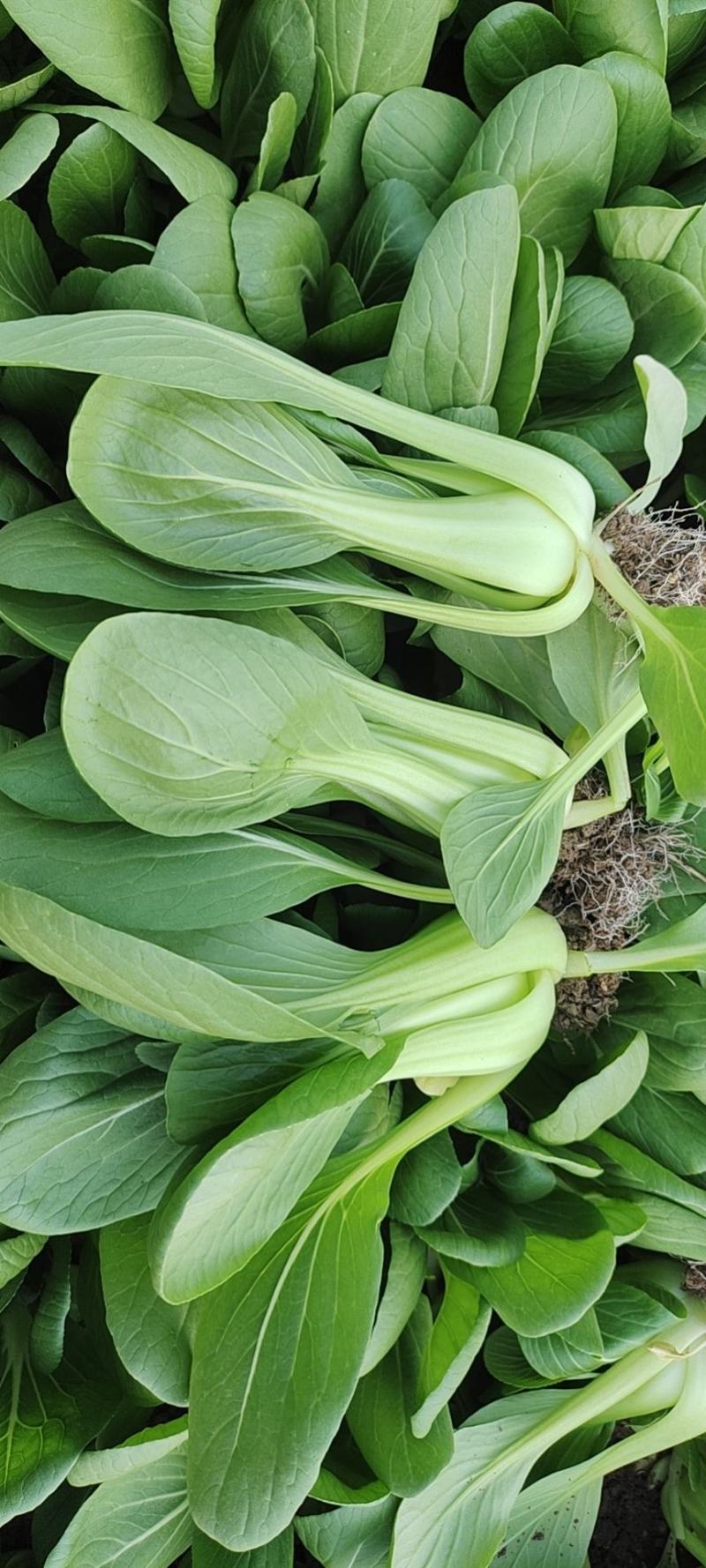 万亩基地精品小油菜精油麦菜精品