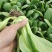 万亩基地精品小油菜精油麦菜精品