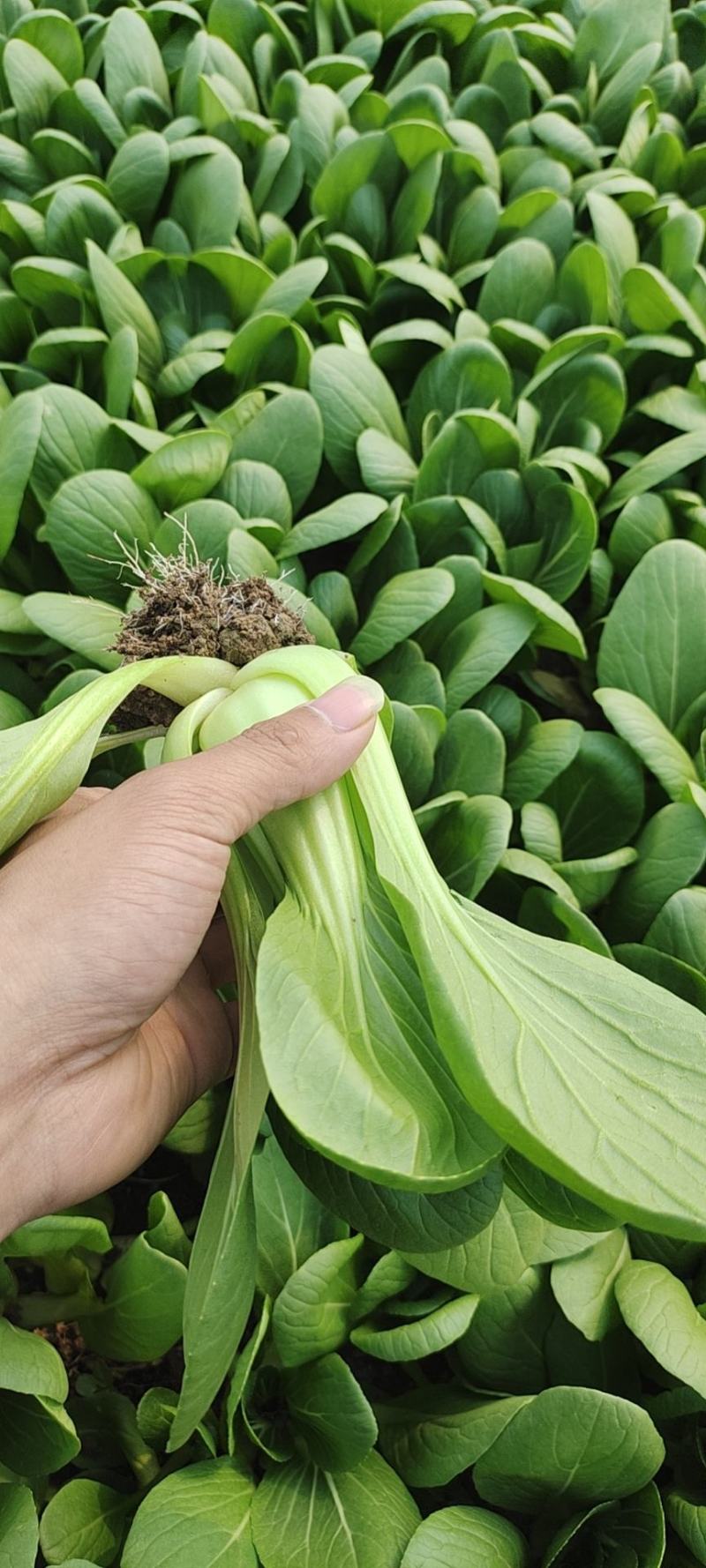 万亩基地精品小油菜精油麦菜精品