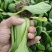 万亩基地精品小油菜精油麦菜精品
