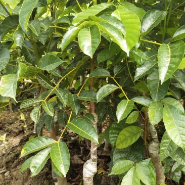 广东阳光大罗汉扁四花橄榄苗工艺橄肉橄榄油实生苗直生苗