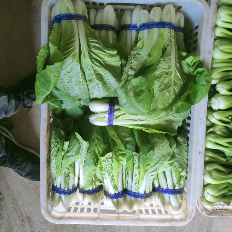 小白菜快菜小青菜原产地供货代收代发全国发货质量保证