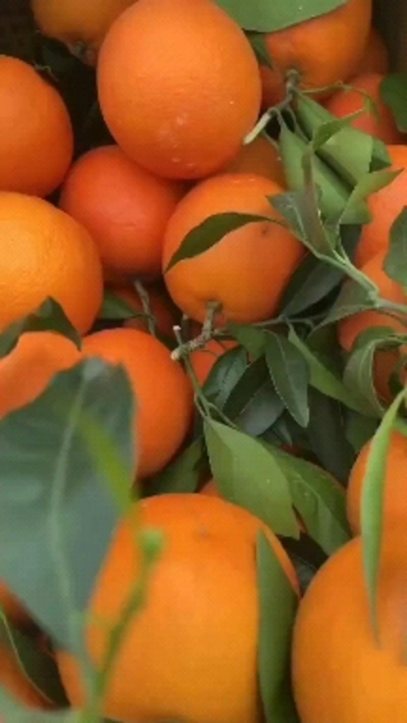奉节脐橙72-1脐橙产地橙子精品柑橘，欢迎订购，