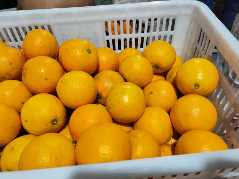 奉节脐橙72-1脐橙产地橙子精品柑橘，欢迎订购，