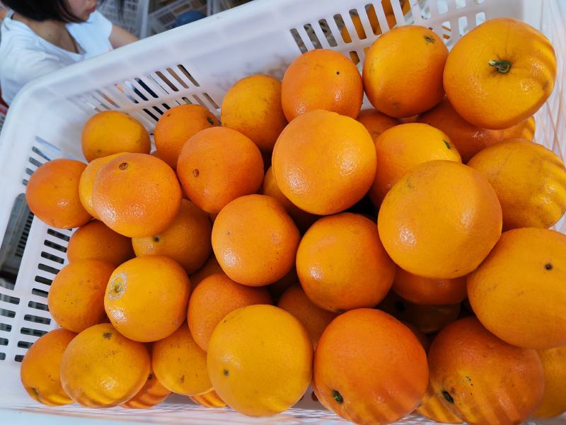奉节脐橙72-1脐橙产地橙子精品柑橘，欢迎订购，
