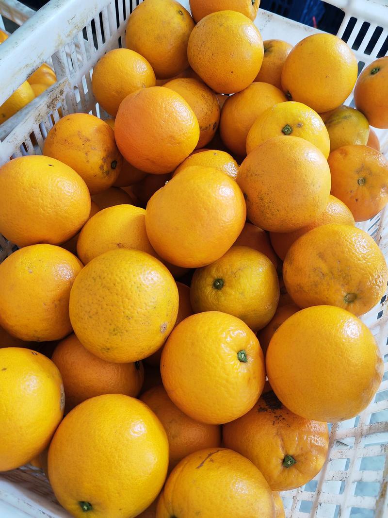 精品脐橙伦晚产地橙子，看货论价，优质柑橘，欢迎订购