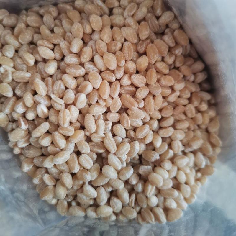 小麦仁小麦米河南小麦即食煮粥麦仁粒去皮小麦工厂直发