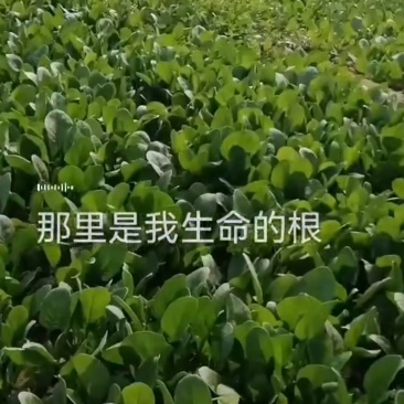 蔬菜