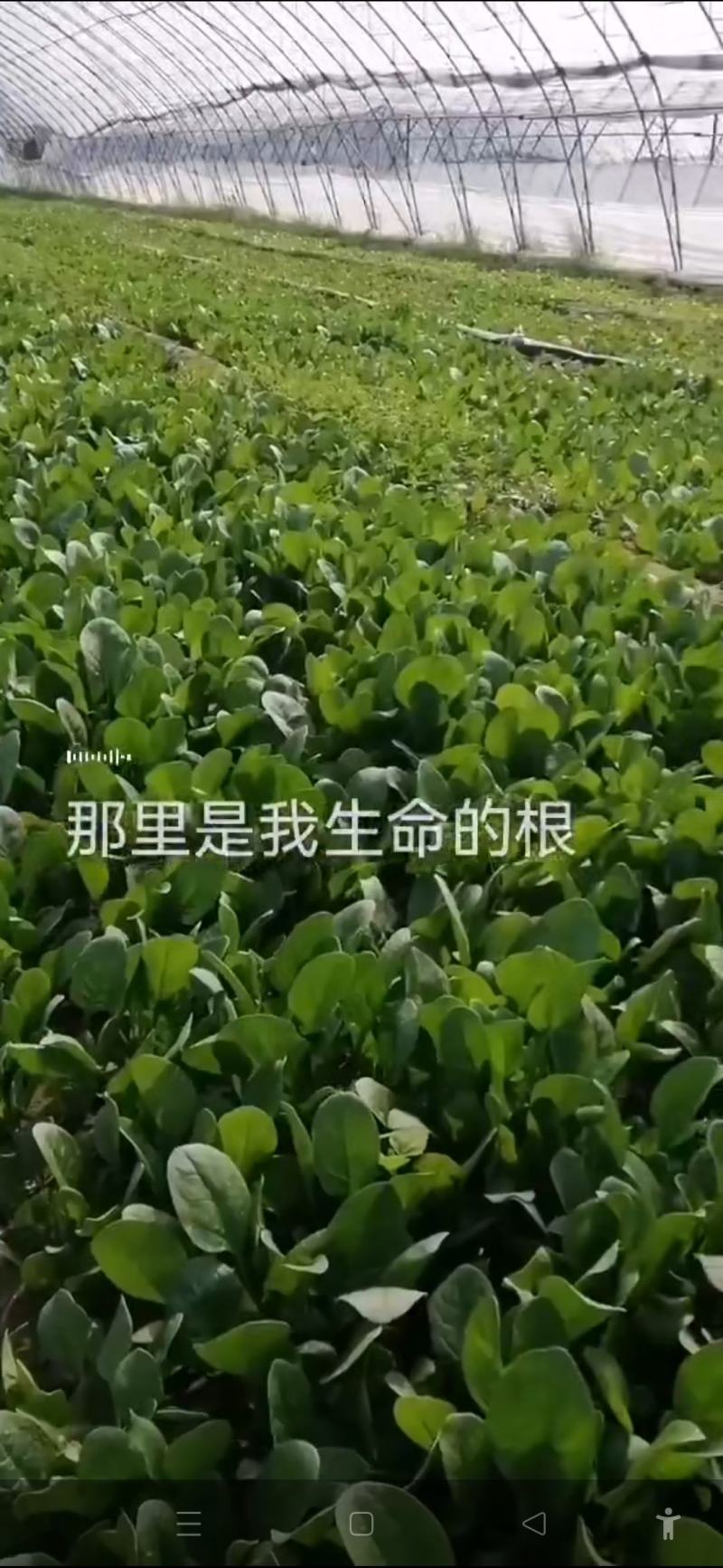蔬菜