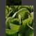 蔬菜