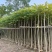 5-25公分本地火焰木树苗，光棍-骨架-全冠，大量供应！