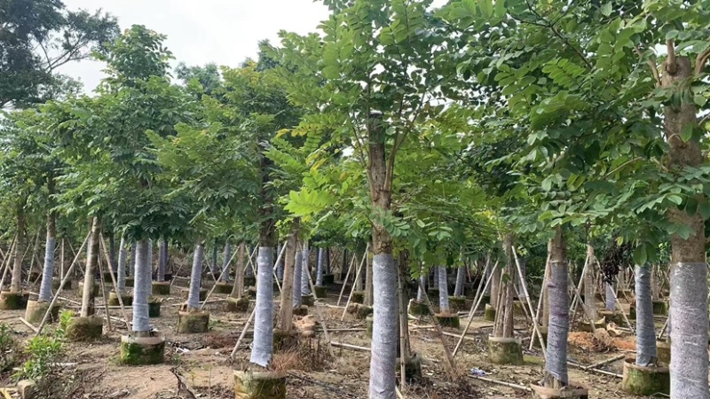 5-25公分本地火焰木树苗，光棍-骨架-全冠，大量供应！