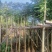 5-25公分本地火焰木树苗，光棍-骨架-全冠，大量供应！