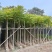 5-25公分本地火焰木树苗，光棍-骨架-全冠，大量供应！