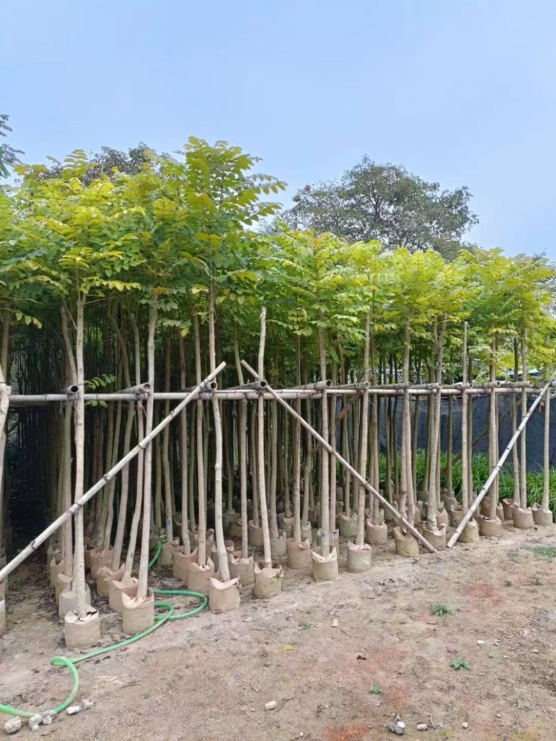 5-25公分本地火焰木树苗，光棍-骨架-全冠，大量供应！