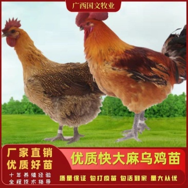 麻鸡苗快大麻乌鸡苗厂家直销质量保证包打疫苗包活到家