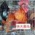 麻鸡苗快大麻乌鸡苗厂家直销质量保证包打疫苗包活到家