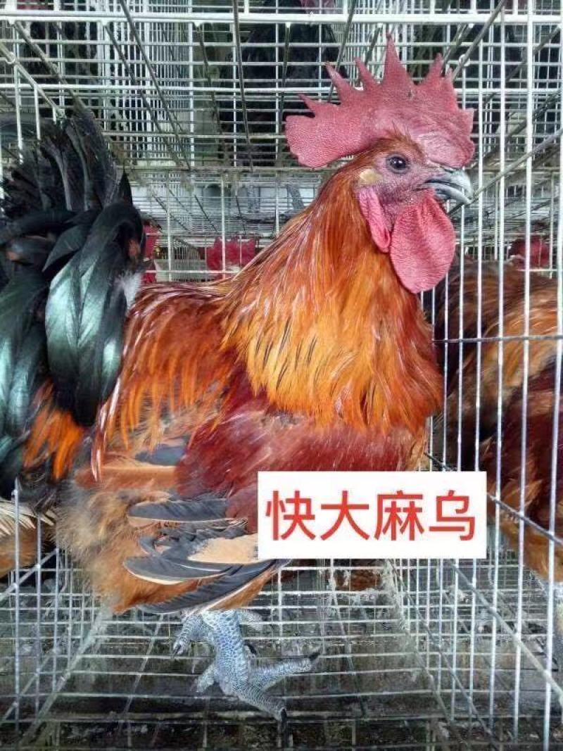麻鸡苗快大麻乌鸡苗厂家直销质量保证包打疫苗包活到家