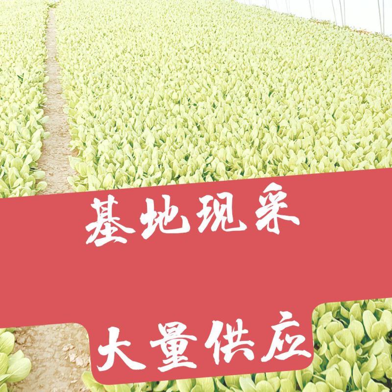 山东曹县上海青基地，常年供应，不断货，诚信经营
