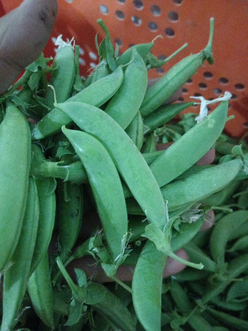 甜豆甜豌豆甜蜜豆精品珍宝豆甜豆荷兰豆珍宝豆甜豆加工货源