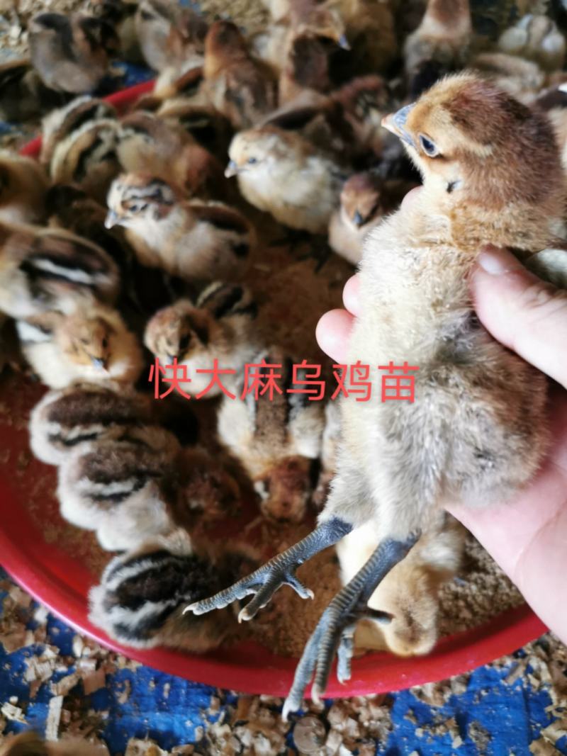 麻鸡苗快大麻乌鸡苗厂家直销质量保证包打疫苗包活到家