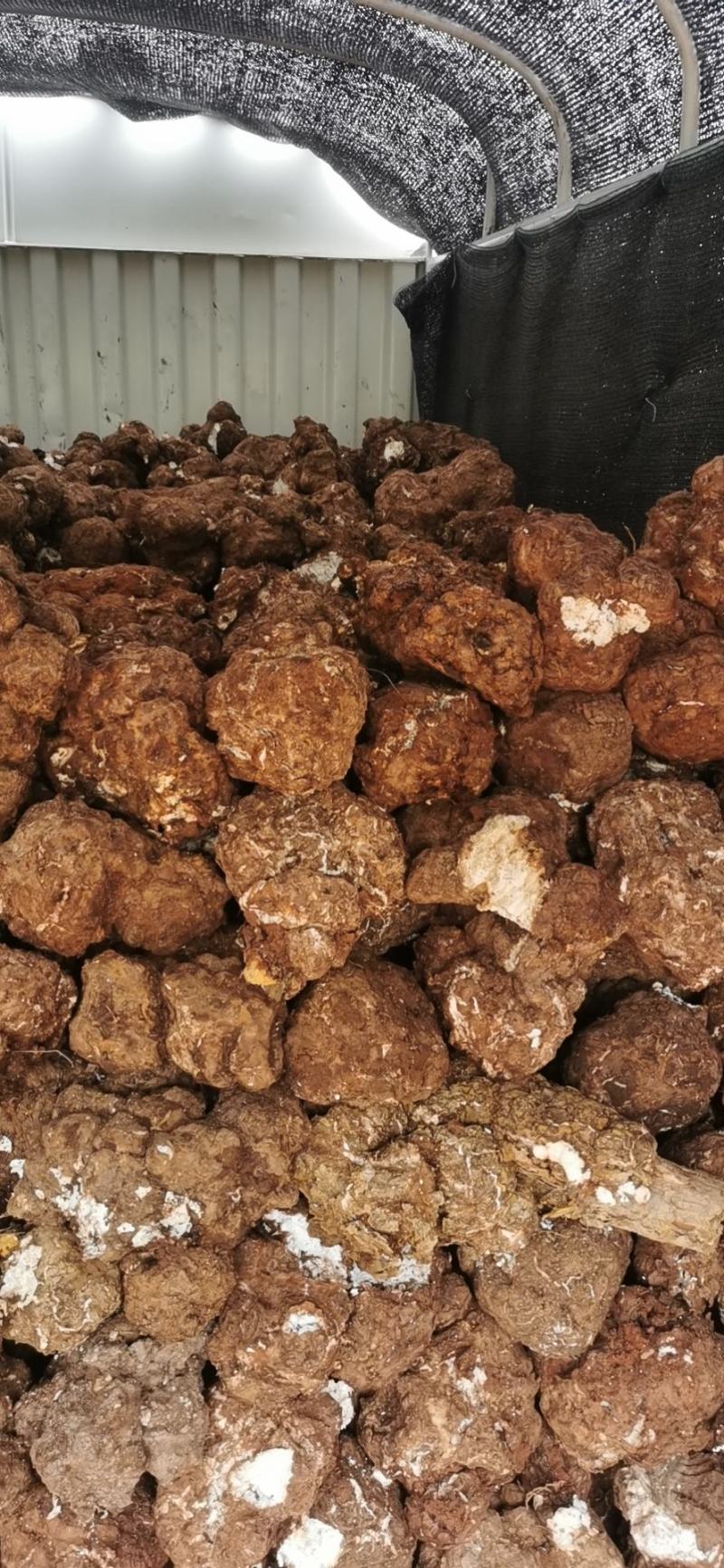 云南鲜茯苓，茯苓鲜个子，现时采挖，无破损。