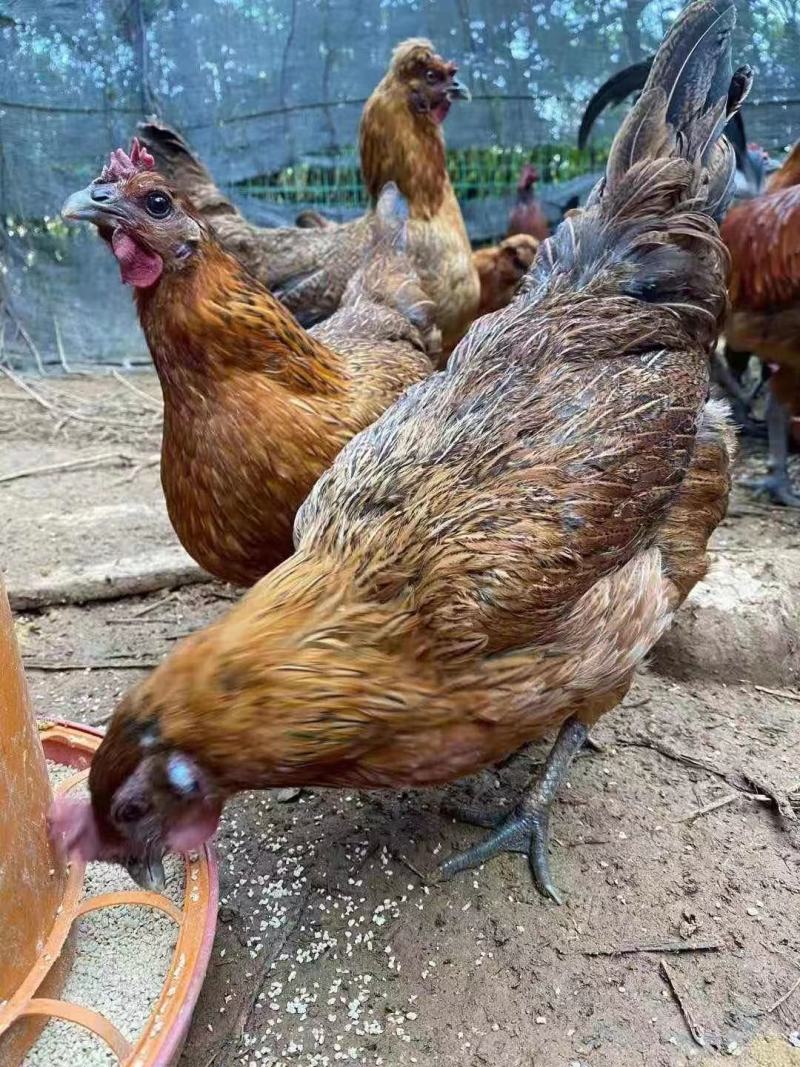 麻鸡苗快大麻乌鸡苗厂家直销质量保证包打疫苗包活到家