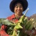 攀枝花露天白糯奶牛玉米承接线上线下市场批发商超配送一件代