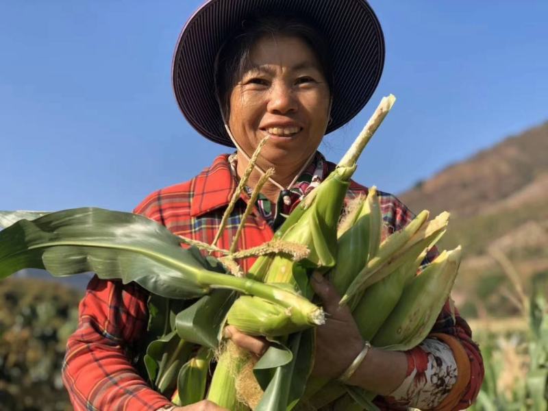 攀枝花露天白糯奶牛玉米承接线上线下市场批发商超配送一件代
