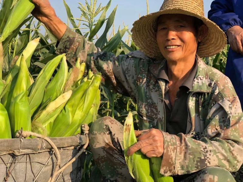 攀枝花露天白糯奶牛玉米承接线上线下市场批发商超配送一件代