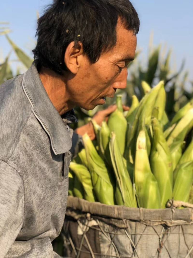 攀枝花露天白糯奶牛玉米承接线上线下市场批发商超配送一件代