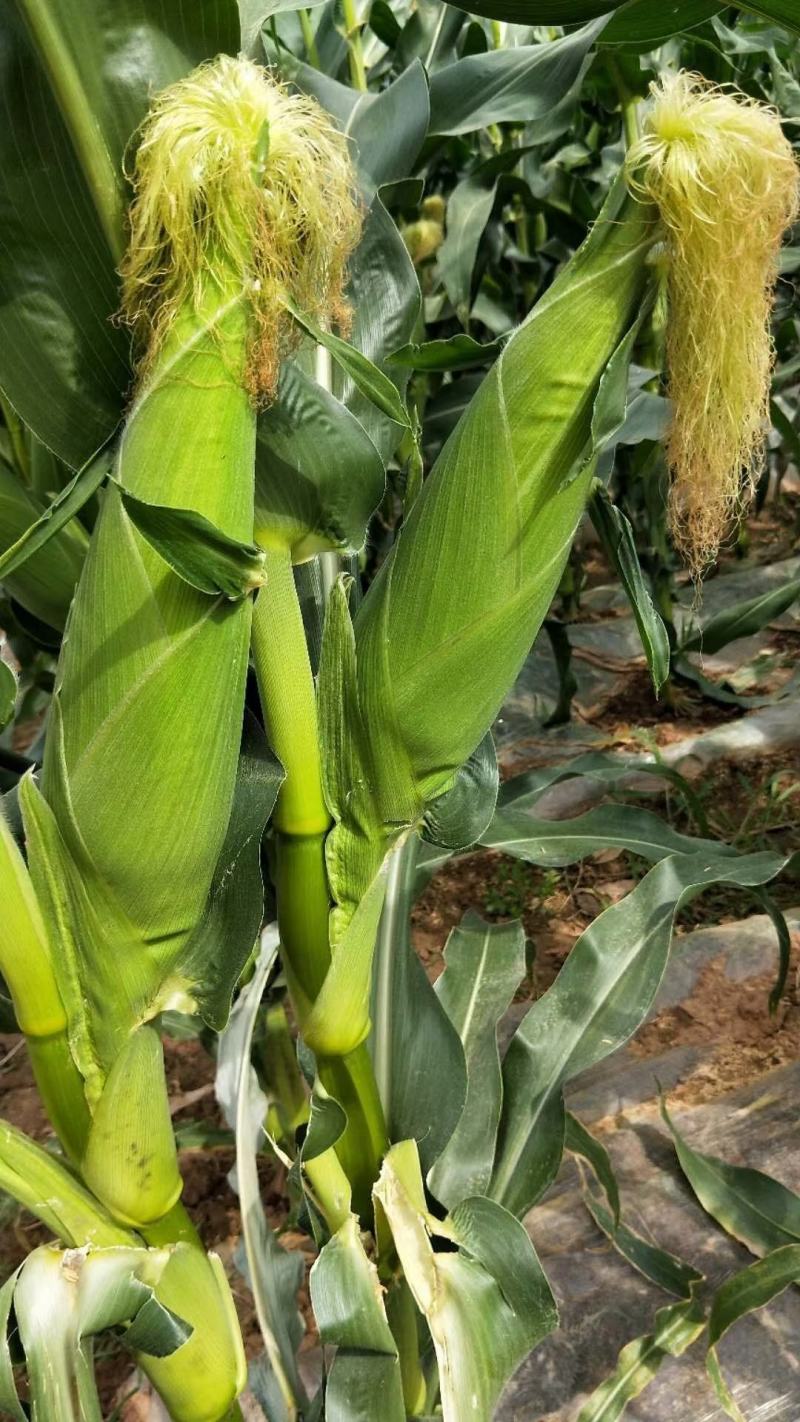 攀枝花露天白糯奶牛玉米承接线上线下市场批发商超配送一件代