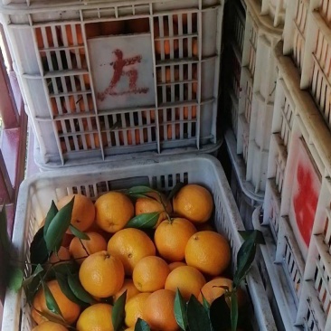 秭归伦晚脐橙大量上市，产地直销!量大从优！品质有保障！