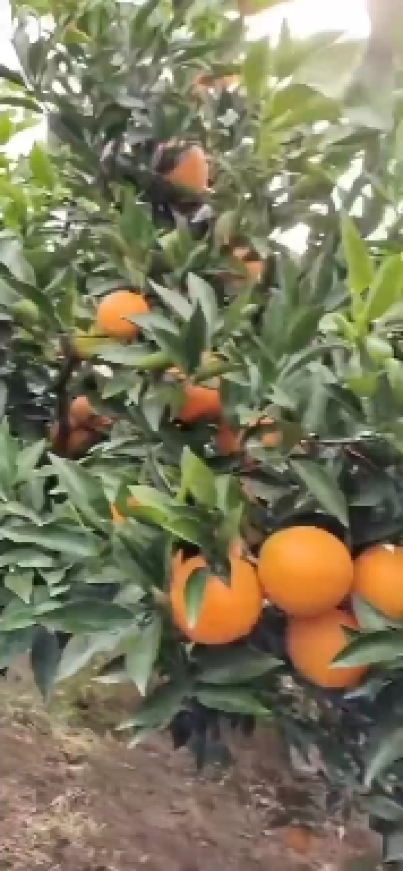 秭归伦晚脐橙大量上市，产地直销!量大从优！品质有保障！