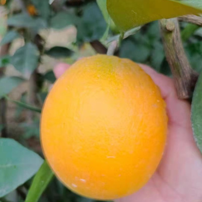 秭归伦晚脐橙大量上市，产地直销!量大从优！品质有保障！