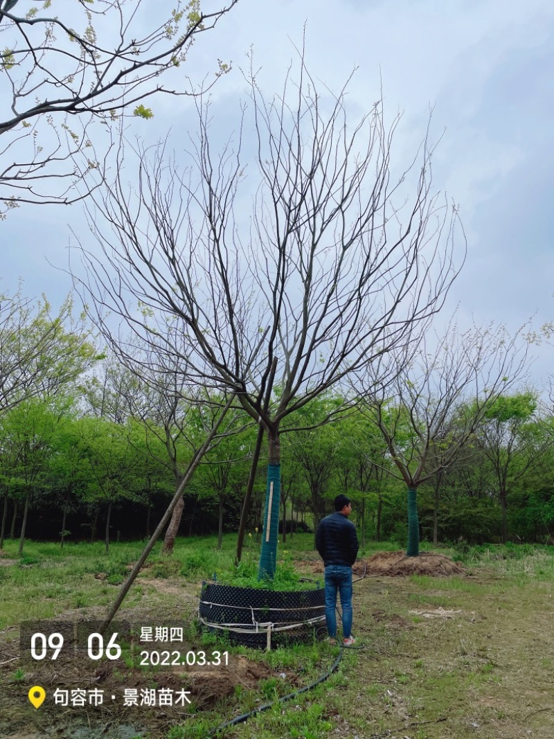 移植容器苗朴树，单杆精品，分枝2米到2.5米