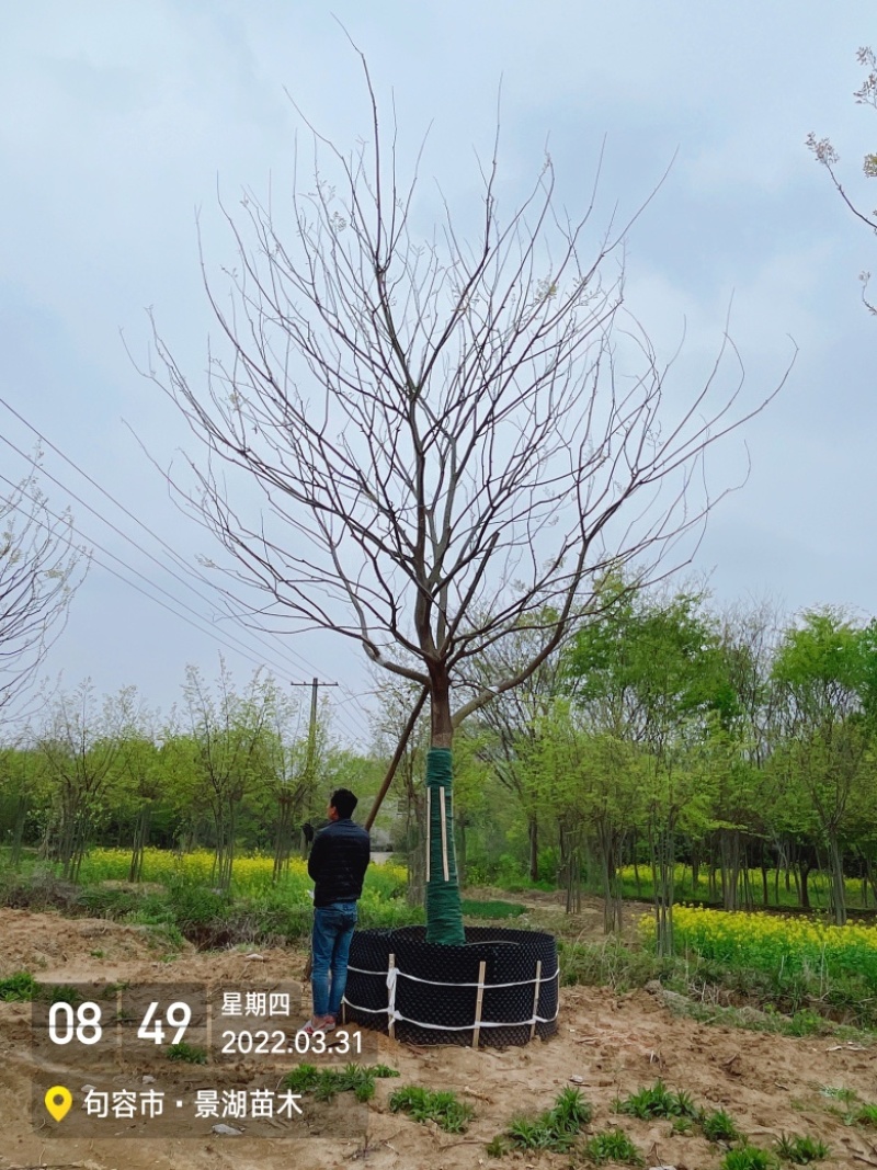 移植容器苗朴树，单杆精品，分枝2米到2.5米