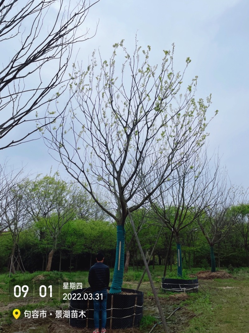 移植容器苗朴树，单杆精品，分枝2米到2.5米