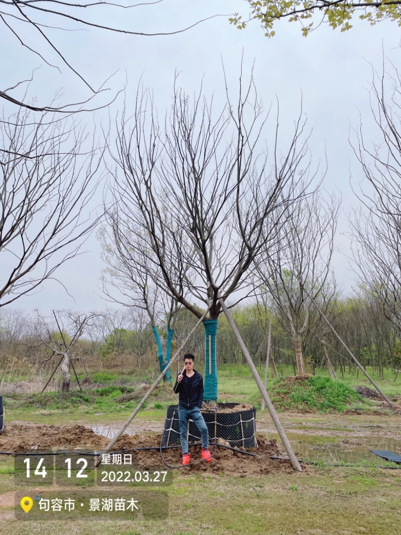 移植容器苗朴树，单杆精品，分枝2米到2.5米