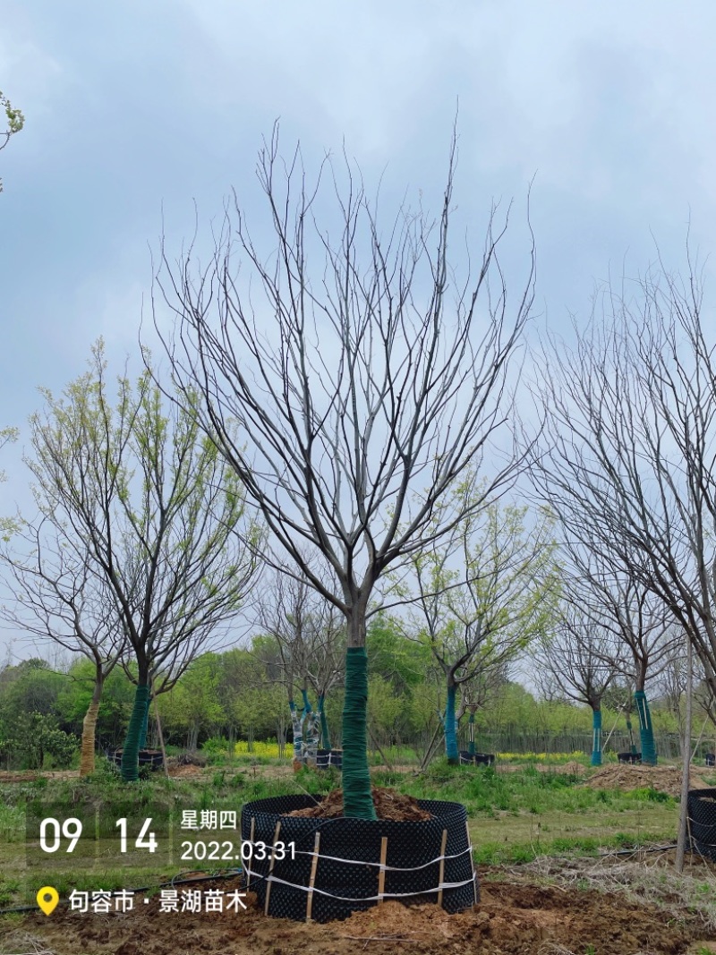 移植容器苗朴树，单杆精品，分枝2米到2.5米