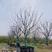 移植容器苗朴树，单杆精品，分枝2米到2.5米