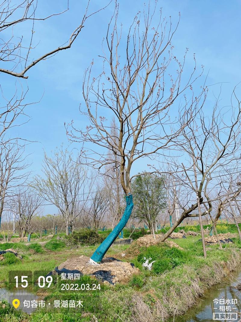 移植容器苗朴树，单杆精品，分枝2米到2.5米