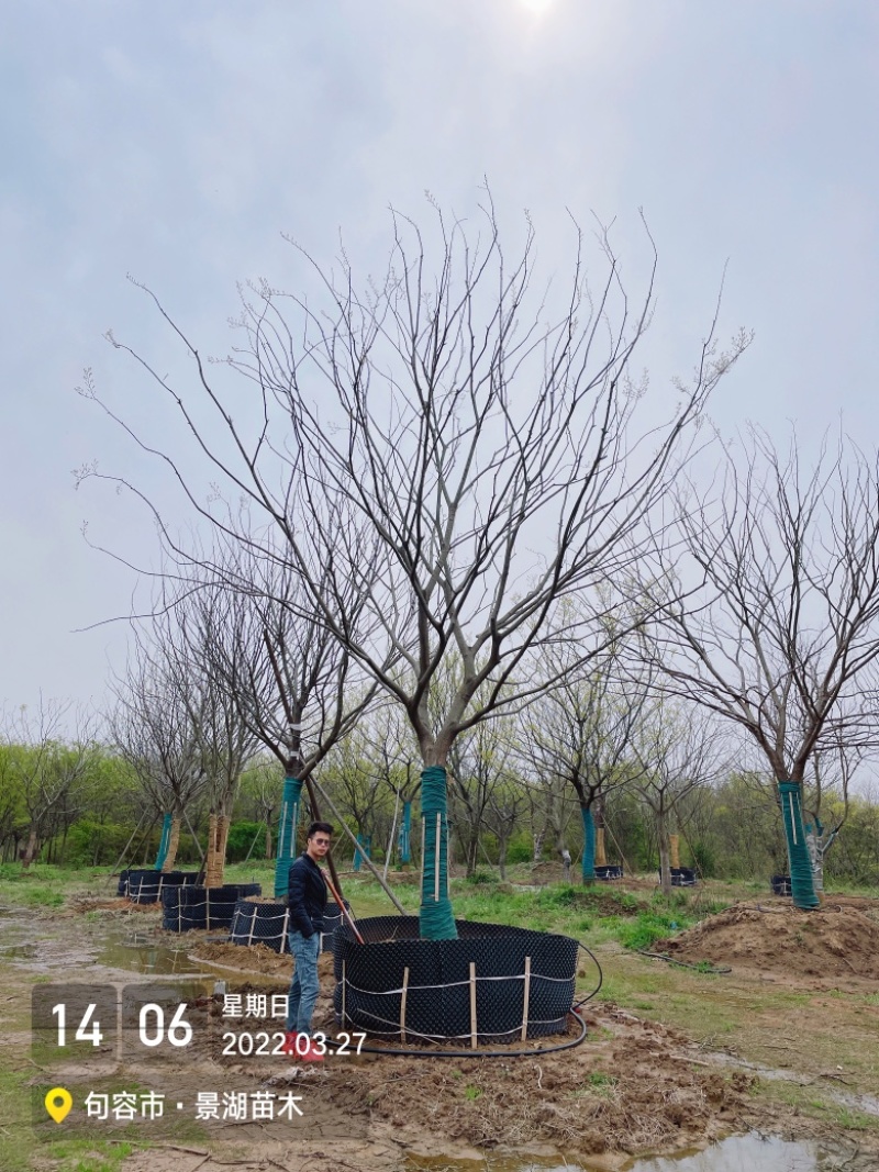 移植容器苗朴树，单杆精品，分枝2米到2.5米