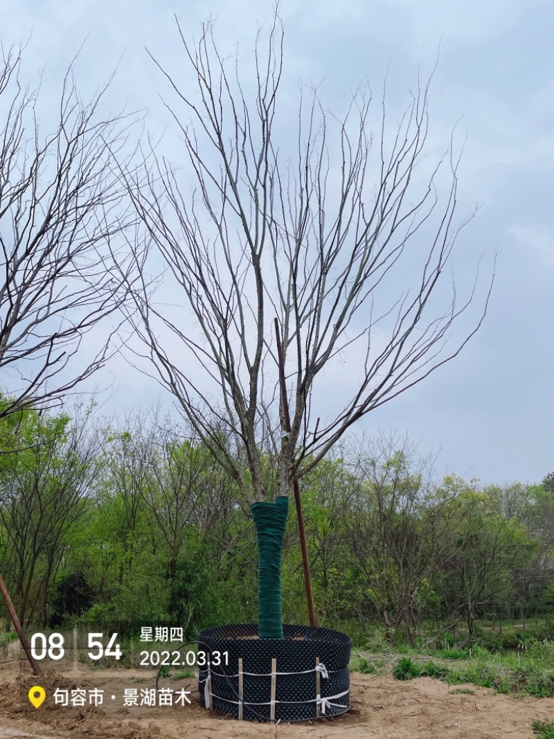 移植容器苗朴树，单杆精品，分枝2米到2.5米