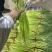 干苔、不泡水，净杆60-70公分，红帽、白帽蒜薹大量上市